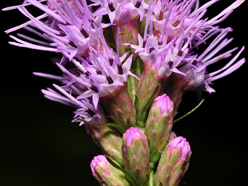 Liatris spicata var. spicata