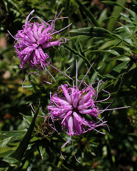 Liatris squarrosa var. squarrosa