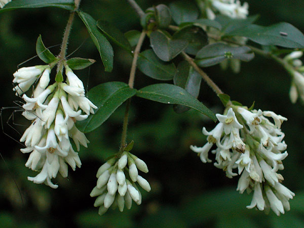 European Privet