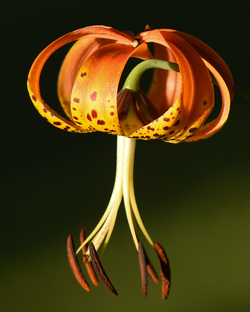 <i>Lilium superbum</i>