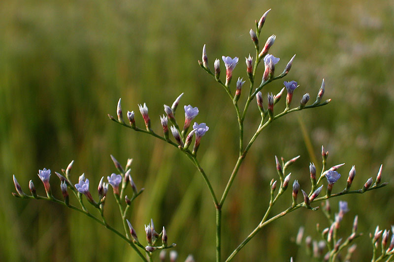 Limonium carolinianum