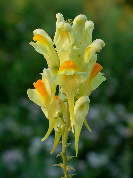 Linaria vulgaris