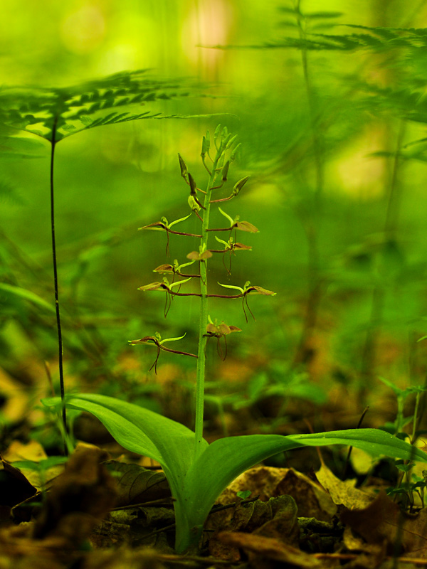 Large Twayblade