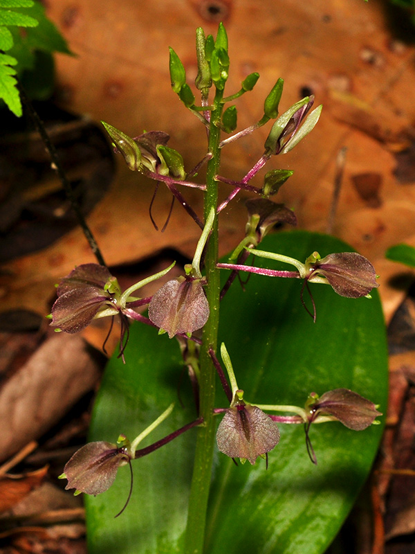 Liparis liliifolia