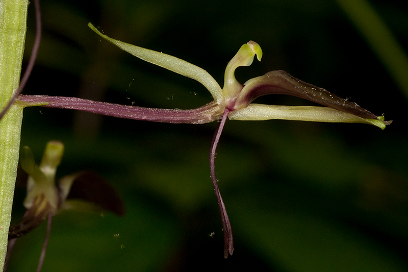 Liparis liliifolia