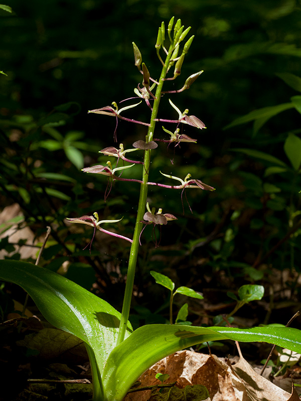 Liparis liliifolia