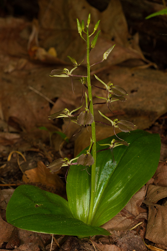 Liparis liliifolia