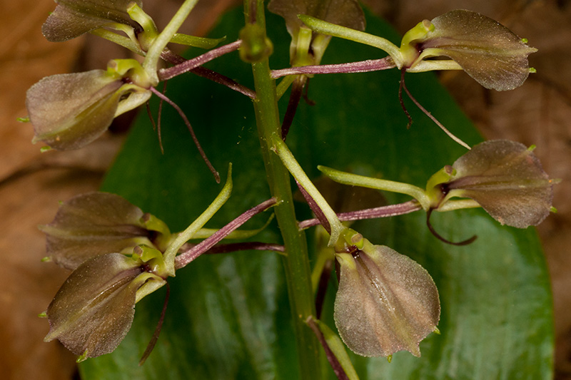 Liparis liliifolia