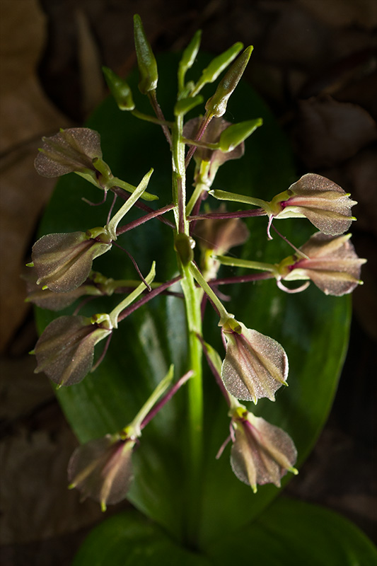 Liparis liliifolia