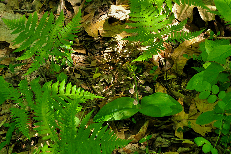 Large Twayblade