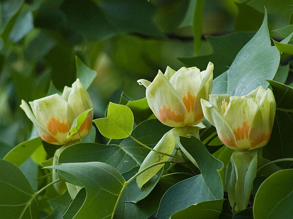 liriodendron_tulipifera