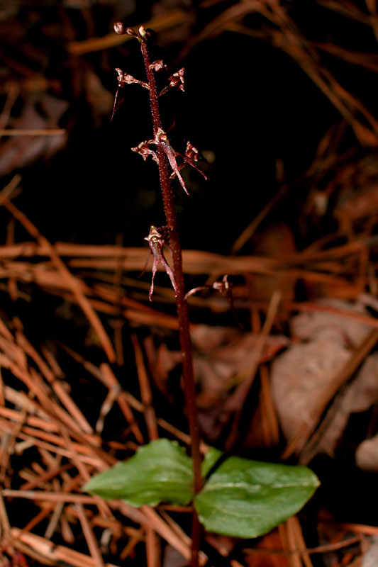 Neottia bifolia