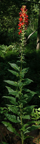 Cardinal-flower