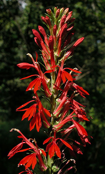 Cardinal-flower