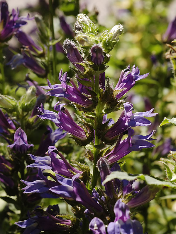 Great Blue Lobelia