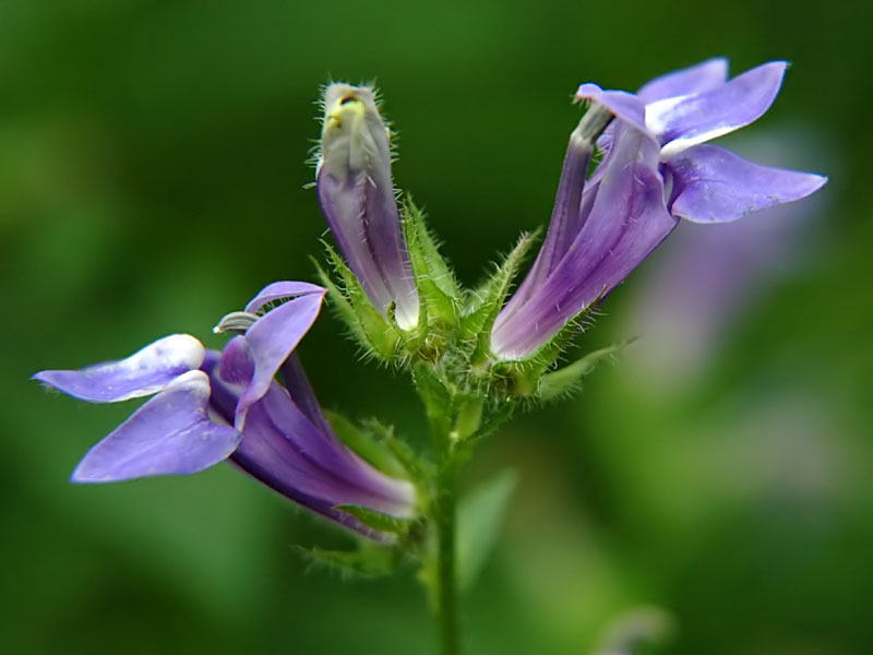 Great Blue Lobelia