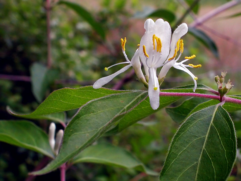 Amur Honeysuckle