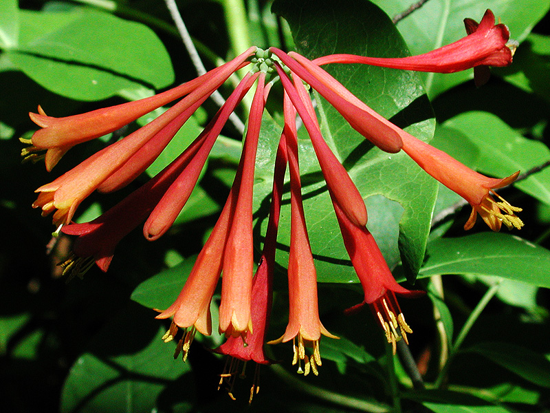 Lonicera sempervirens var. sempervirens