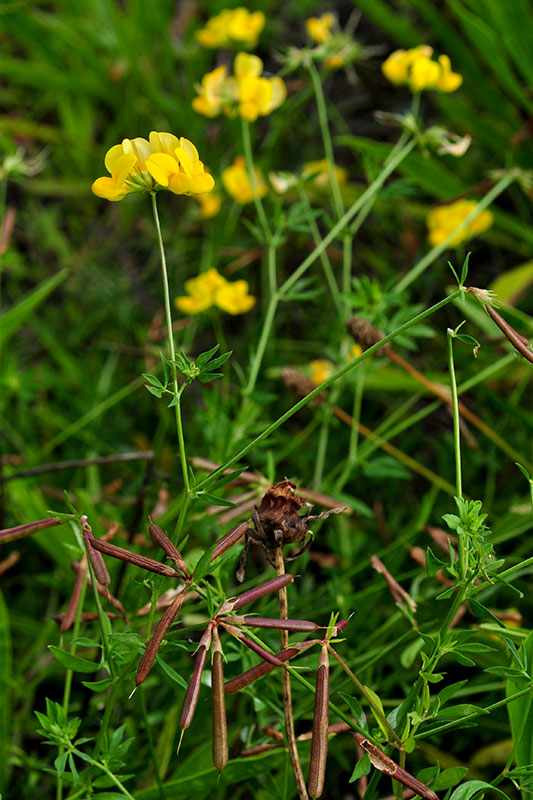 Birds-foot Trefoil