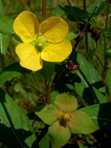 Ludwigia alternifolia