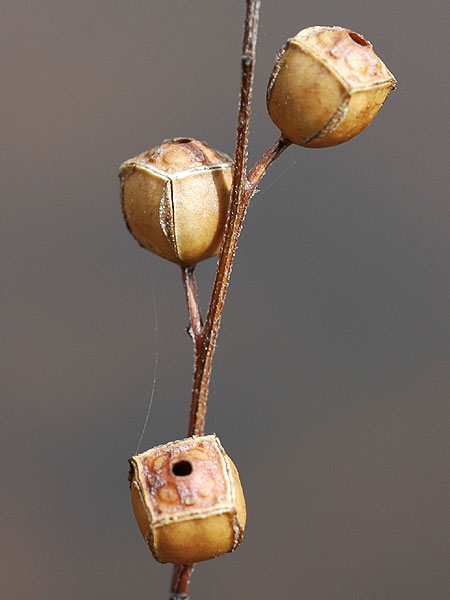 Ludwigia alternifolia