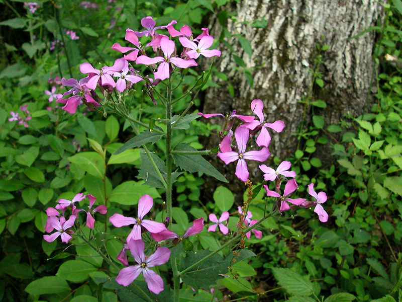 Lunaria annua