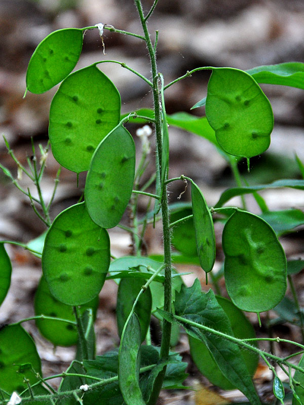 Lunaria annua