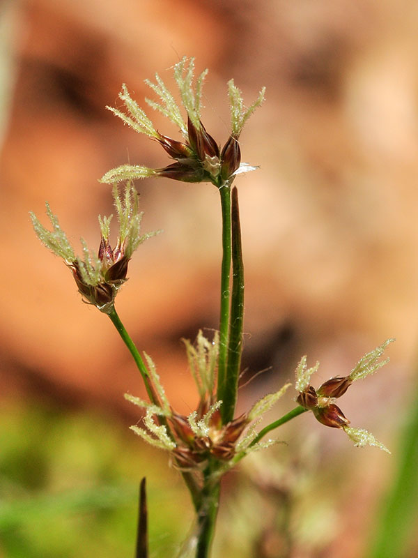 Luzula echinata