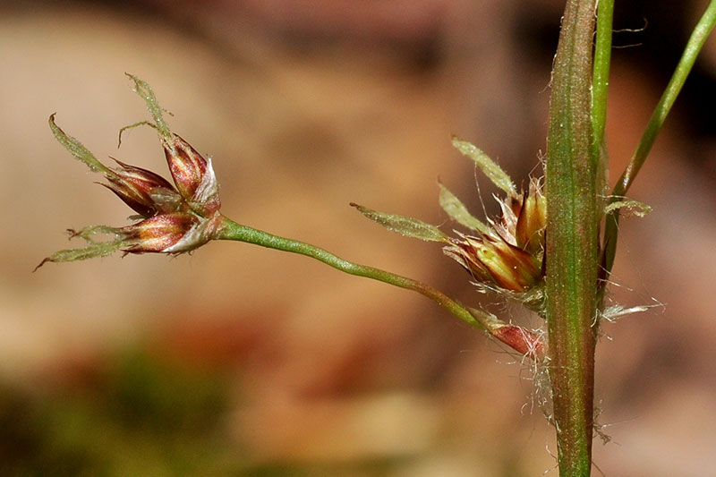 Luzula echinata