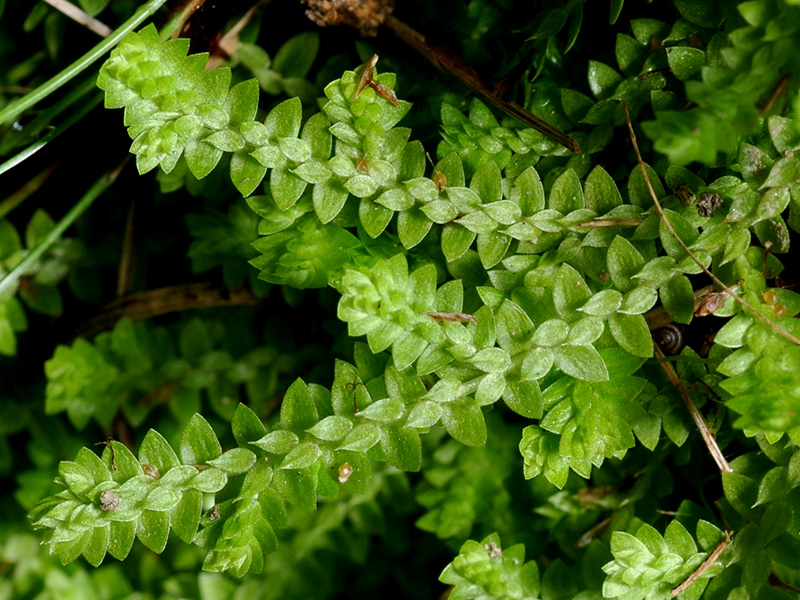 Meadow Spikemoss