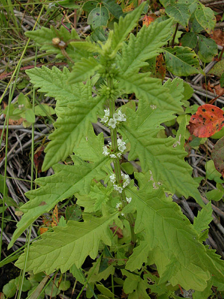 Lycopus americanus