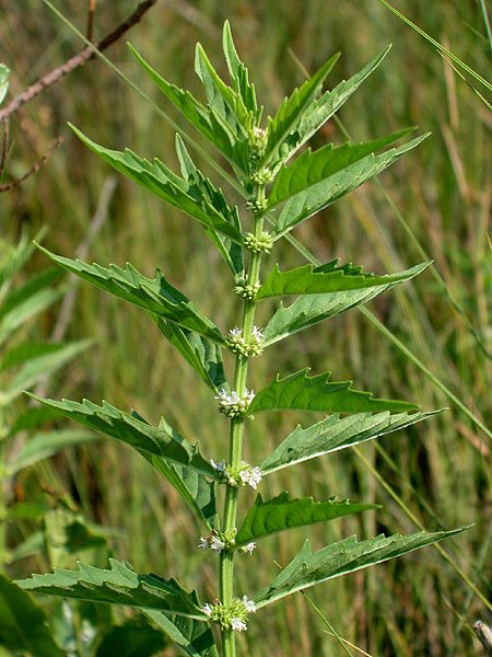 Taperleaf Bugleweed