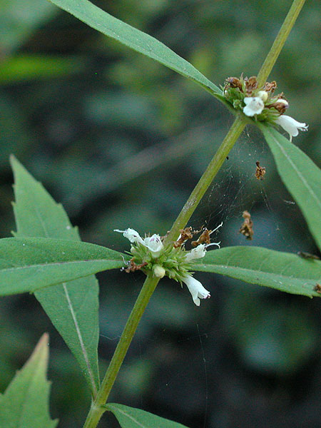 Lycopus uniflorus