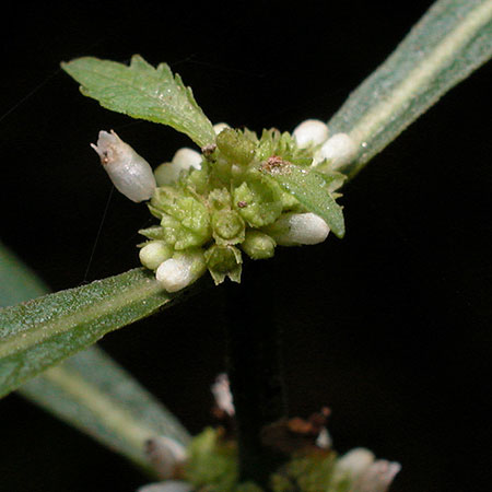 Virginia Bugleweed