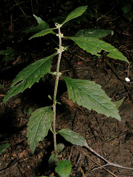 Virginia Bugleweed