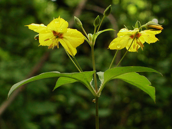 Lysimachia ciliata