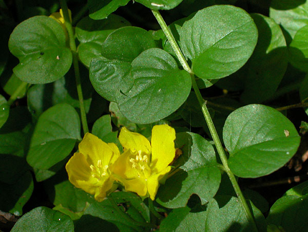 Lysimachia nummularia