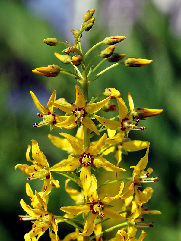 Lysimachia terrestris