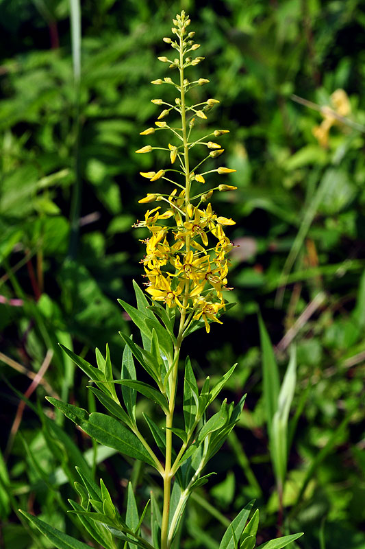 Lysimachia terrestris