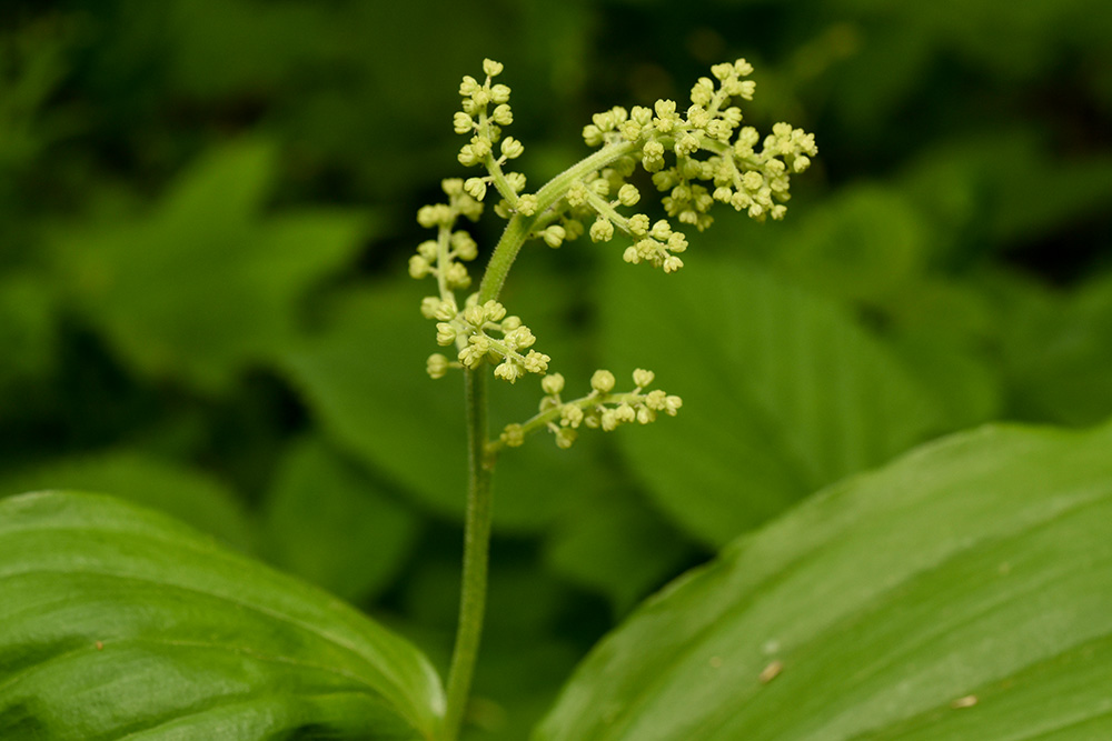 <i>Maianthemum racemosum </i>subsp. <i>racemosum</i>