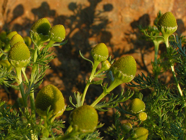 Matricaria discoidea