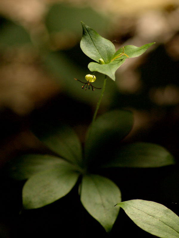 Medeola virginiana