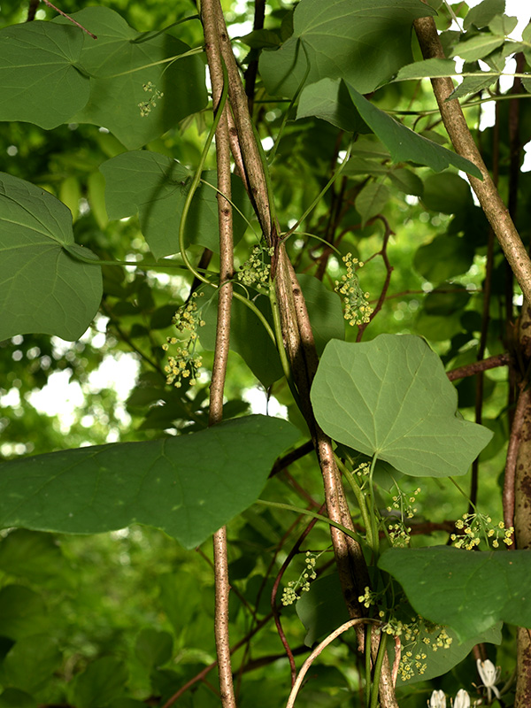 Menispermum canadense