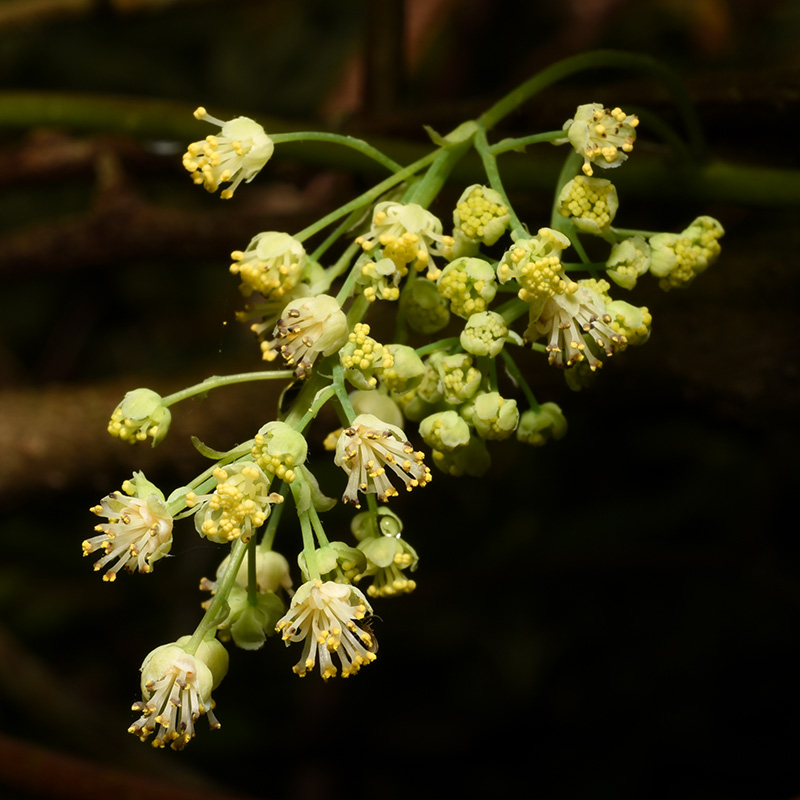 Menispermum canadense