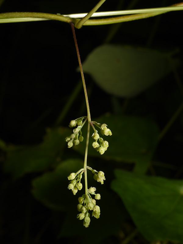 Menispermum canadense