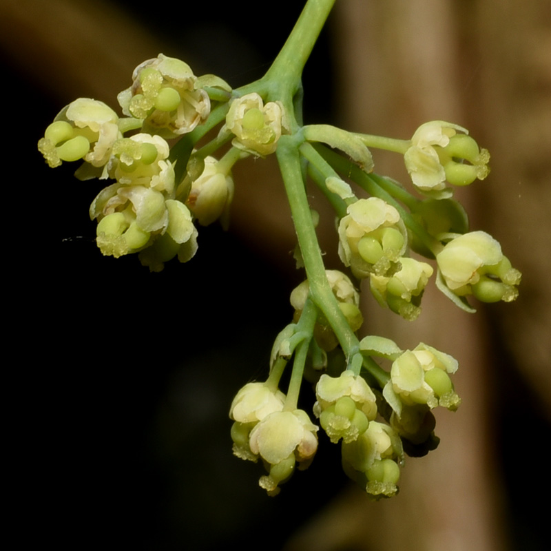 Menispermum canadense