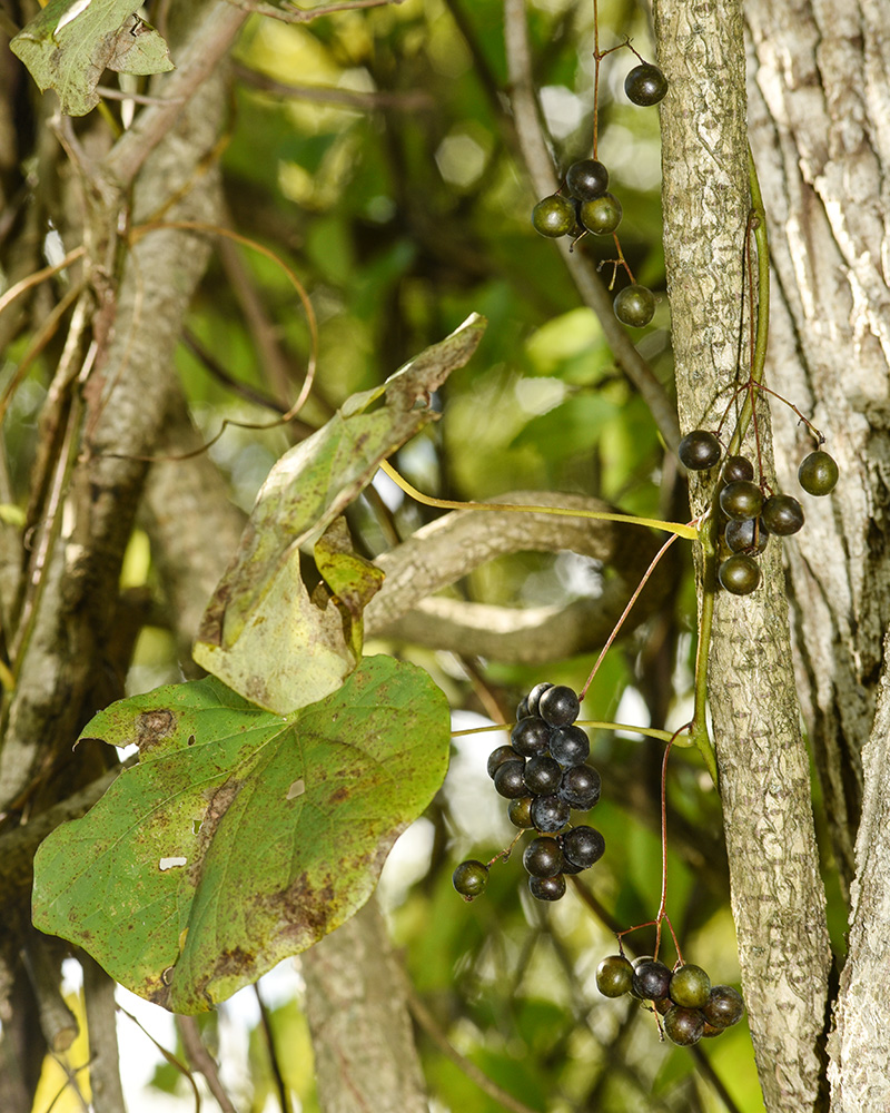 Menispermum canadense