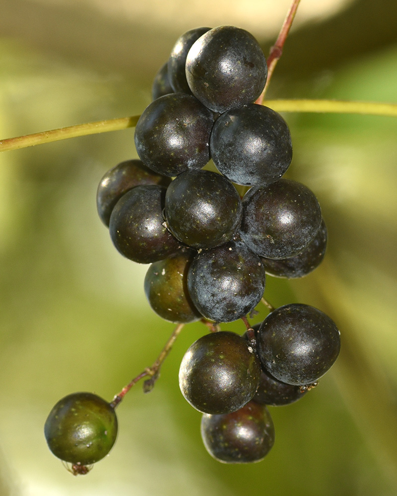 Canada Moonseed