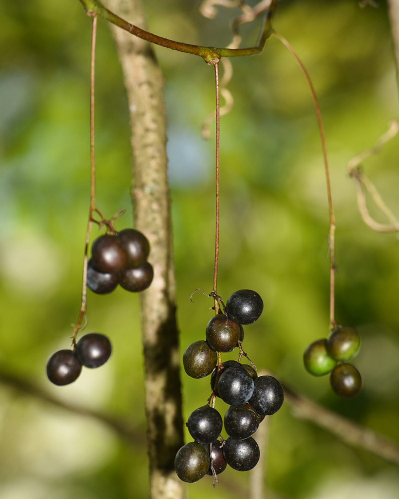 Menispermum canadense