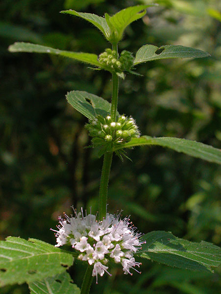 Mentha arvensis